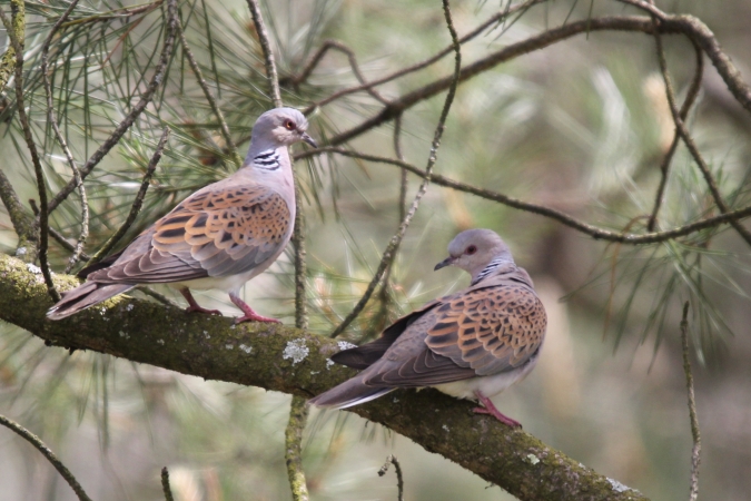 Les Pelouses sèches, Paussac-et-Saint-Vivien - photo 10