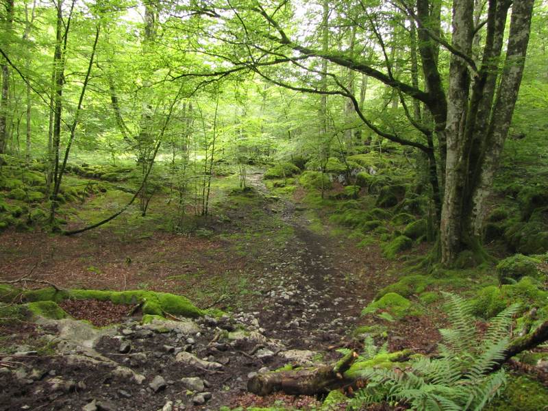 Forêt des Arbailles