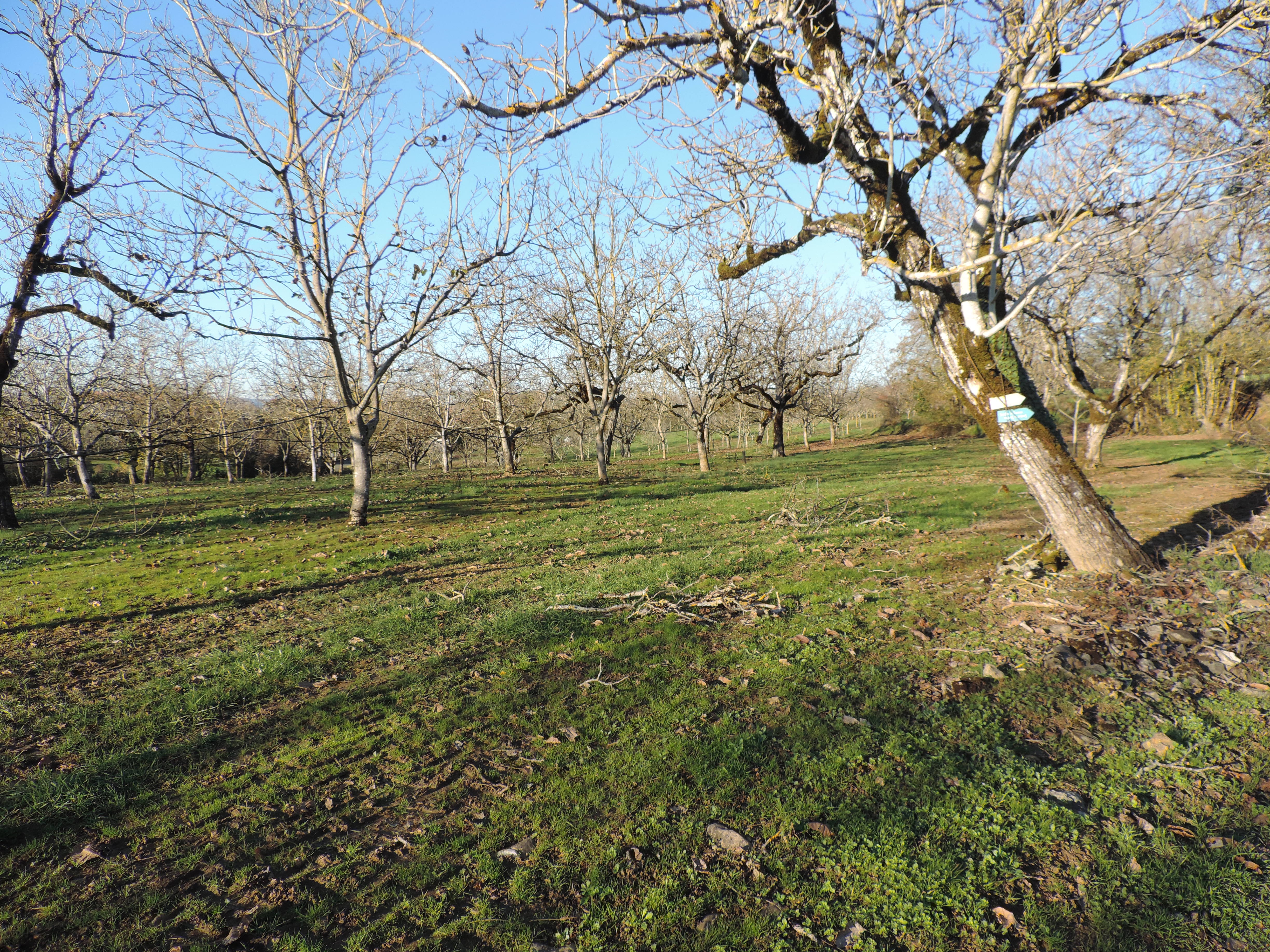 Chemin de la Queyrille, Queyssac-les-Vignes - photo 15