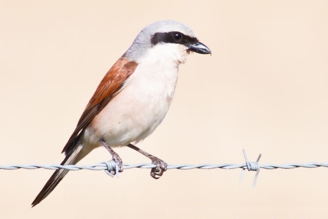 Marais de la Maréchale, Ordonnac
