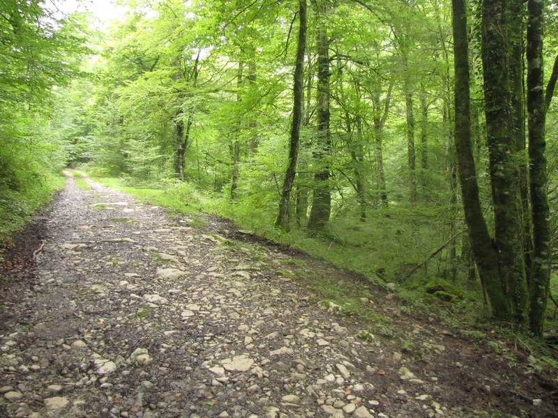 Forêt des Arbailles