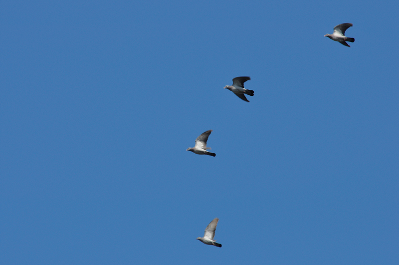 La Redoute de Lindux