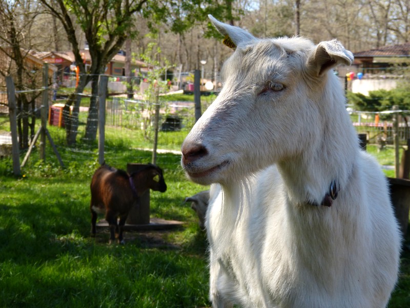 Camping La Taillade - photo 5