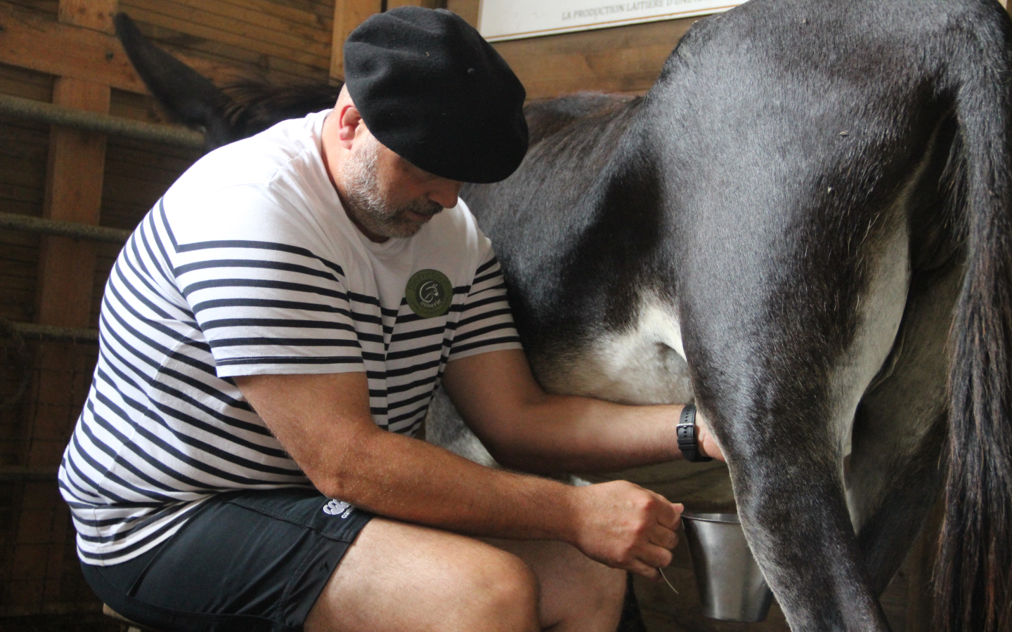 Asinerie de Pierretoun - Ferme Découverte