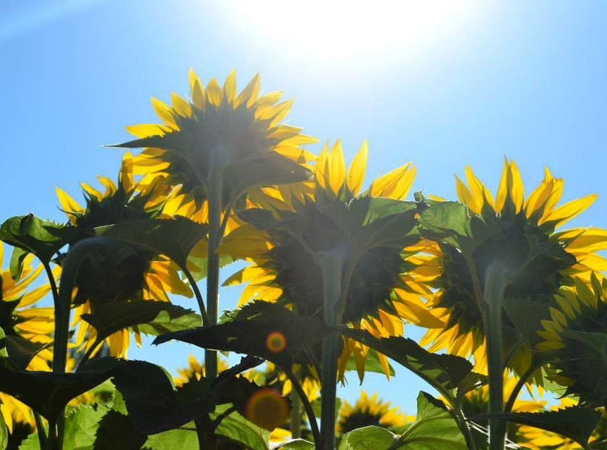 Gîte Labarthe, Baleyssagues - photo 19