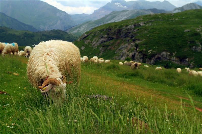 Parc National des Pyrénées