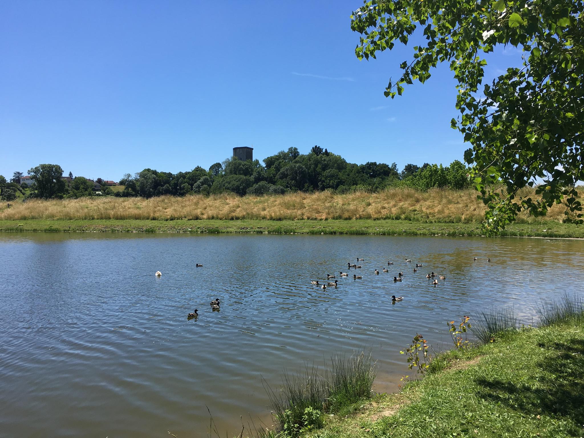 Lac de l'Y, Orthez - photo 6