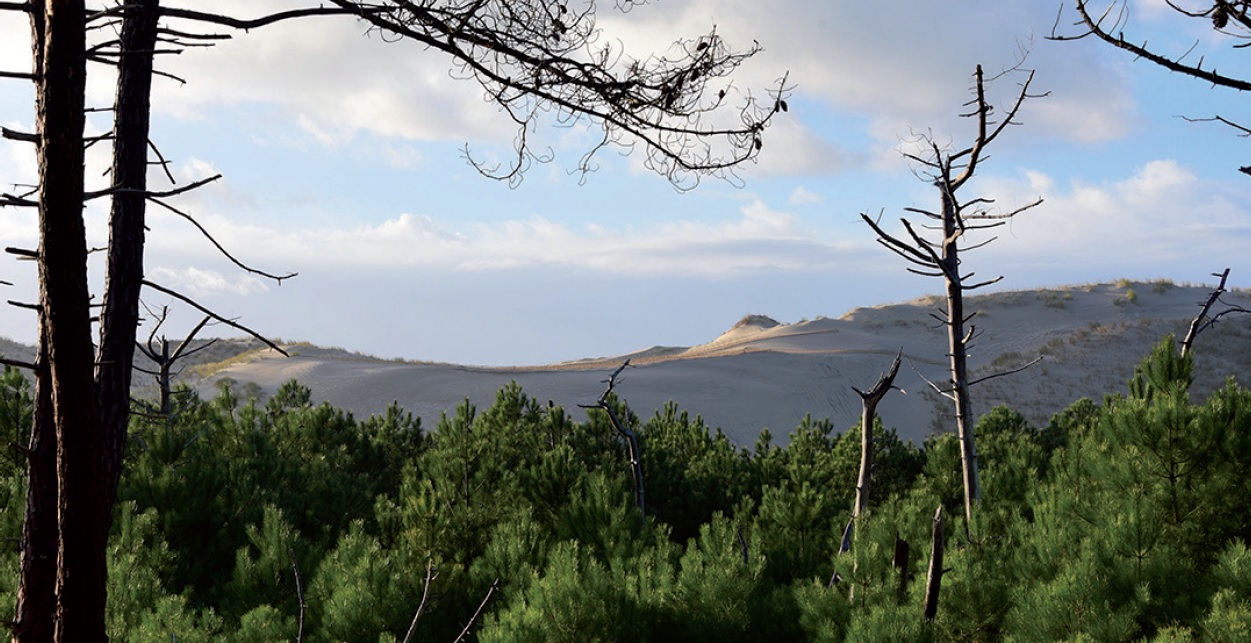 Parcours équestre de Lacanau
