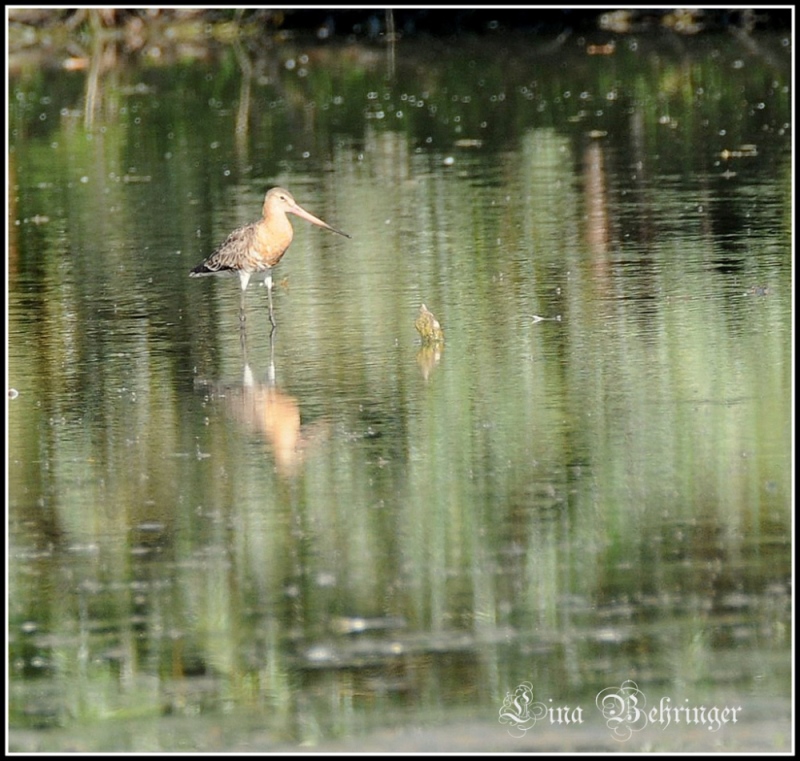 Menez l'enquête autour du Lac de Lescourroux - photo 5