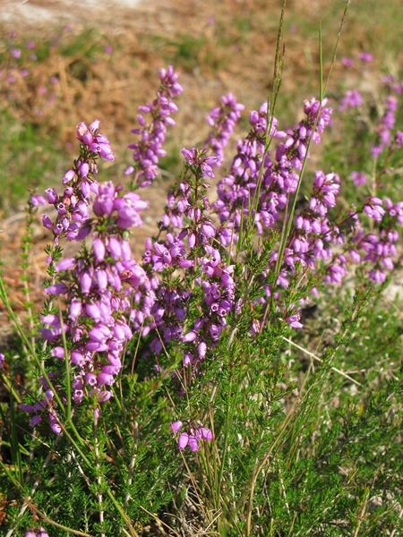 Boucle de la Lagune d'enfer à pied ou à vélo, Saugon - photo 7
