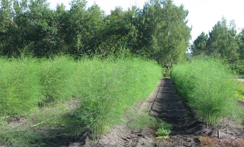 Boucle de la Lagune d'enfer à pied ou à vélo, Saugon - photo 3
