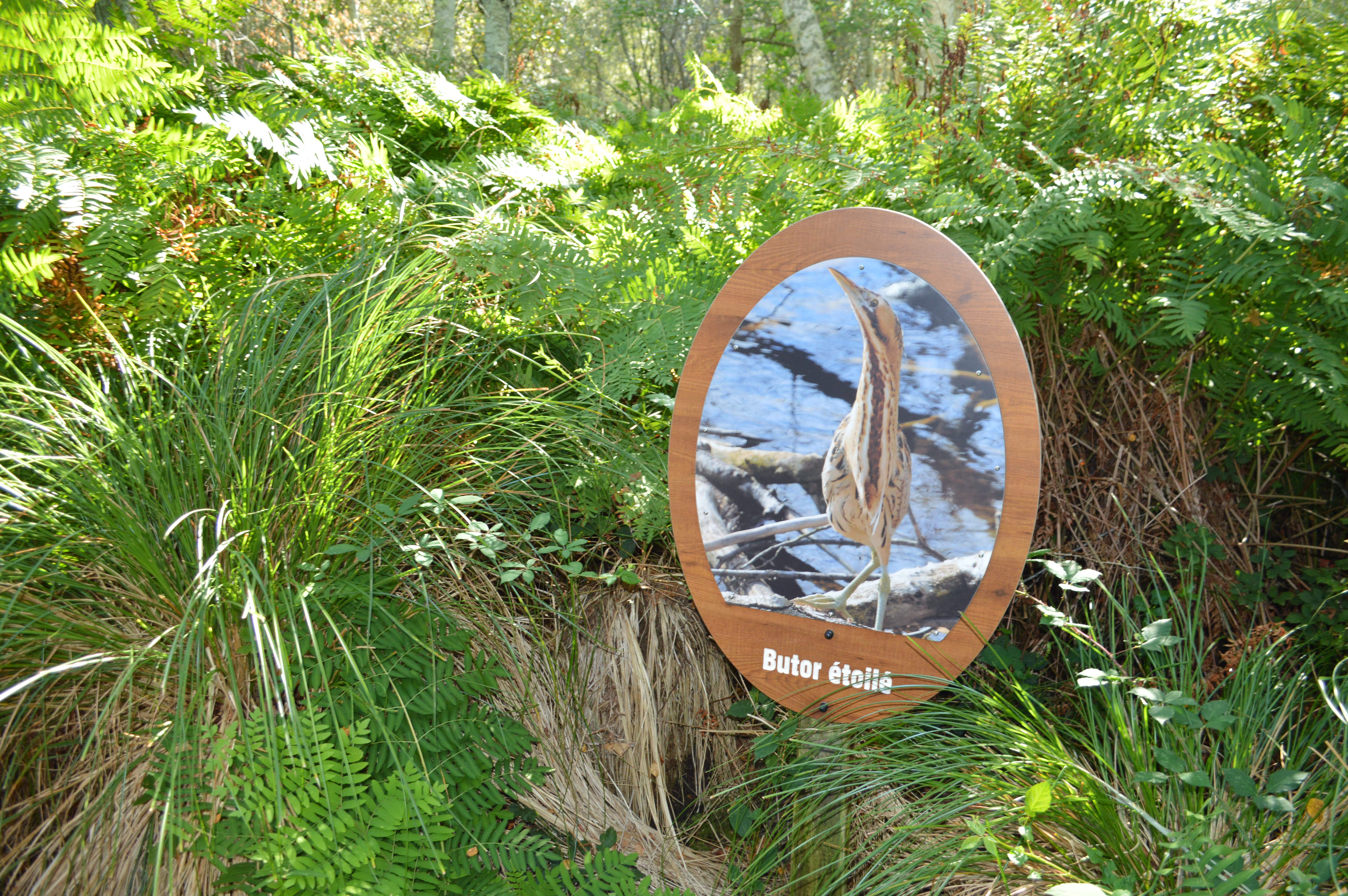 Sentier de la lagune de Contaut - photo 5