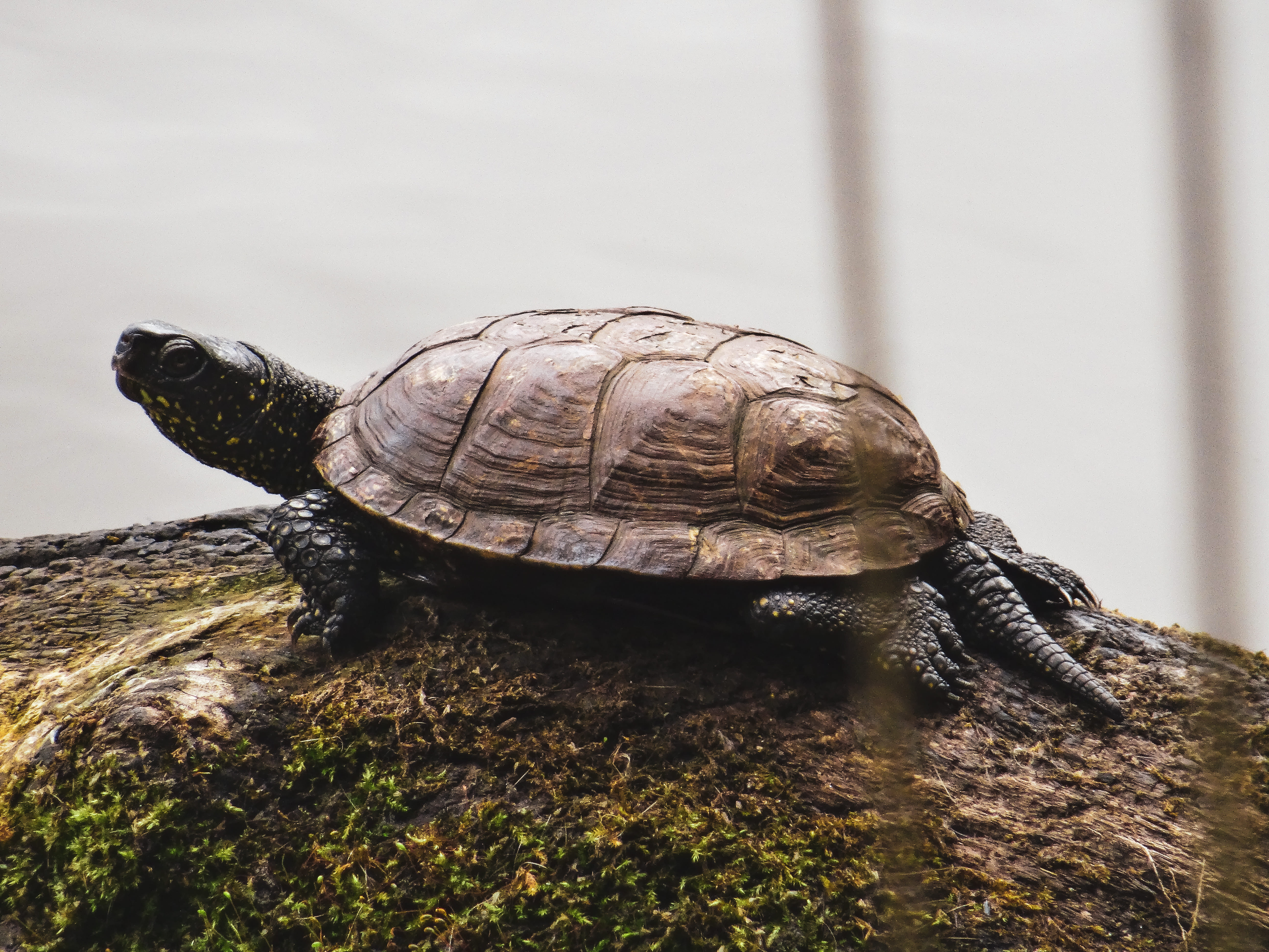 Lagune de Contaut, Hourtin - photo 6