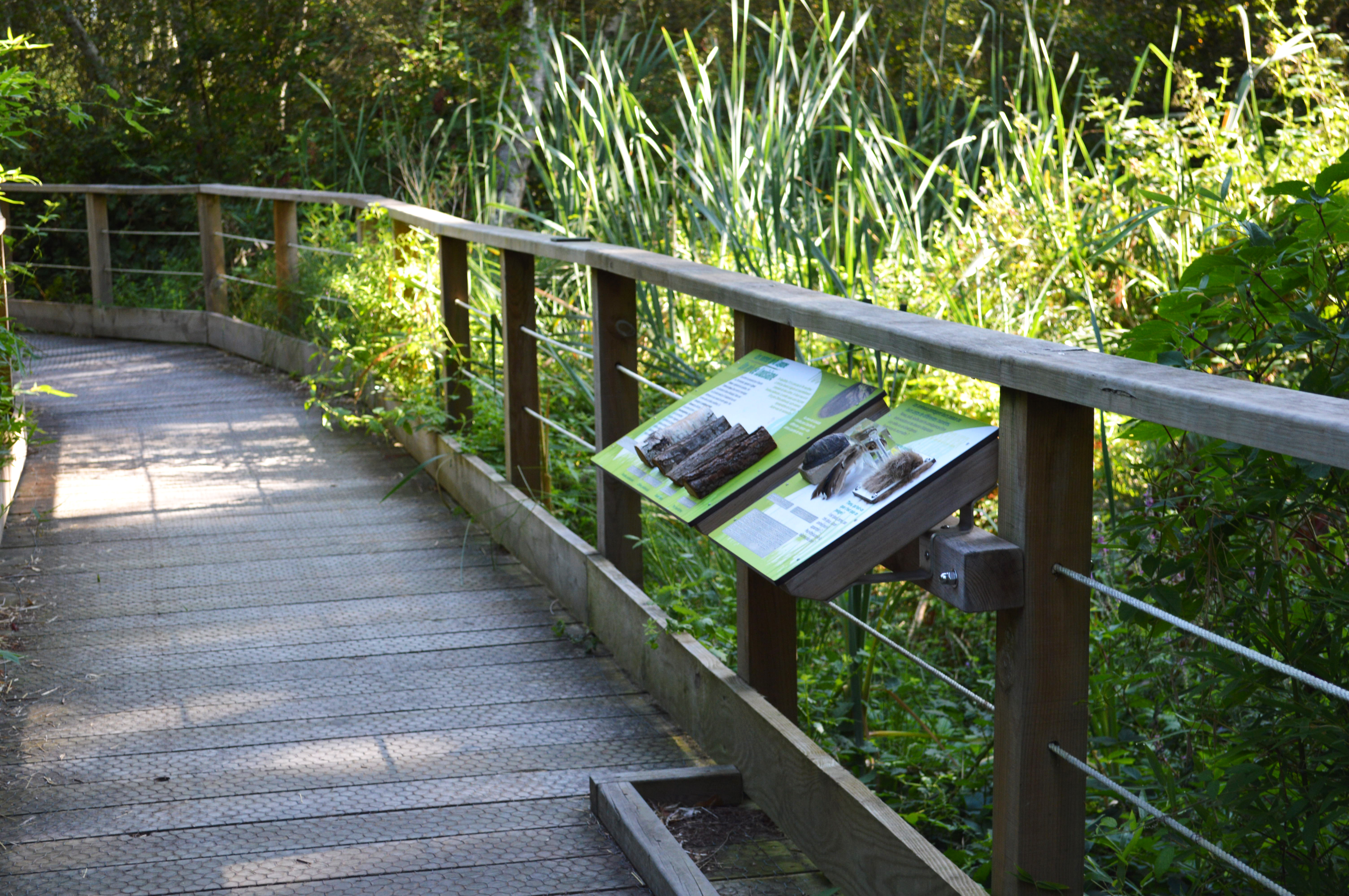 Sentier de la lagune de Contaut, Hourtin - photo 6