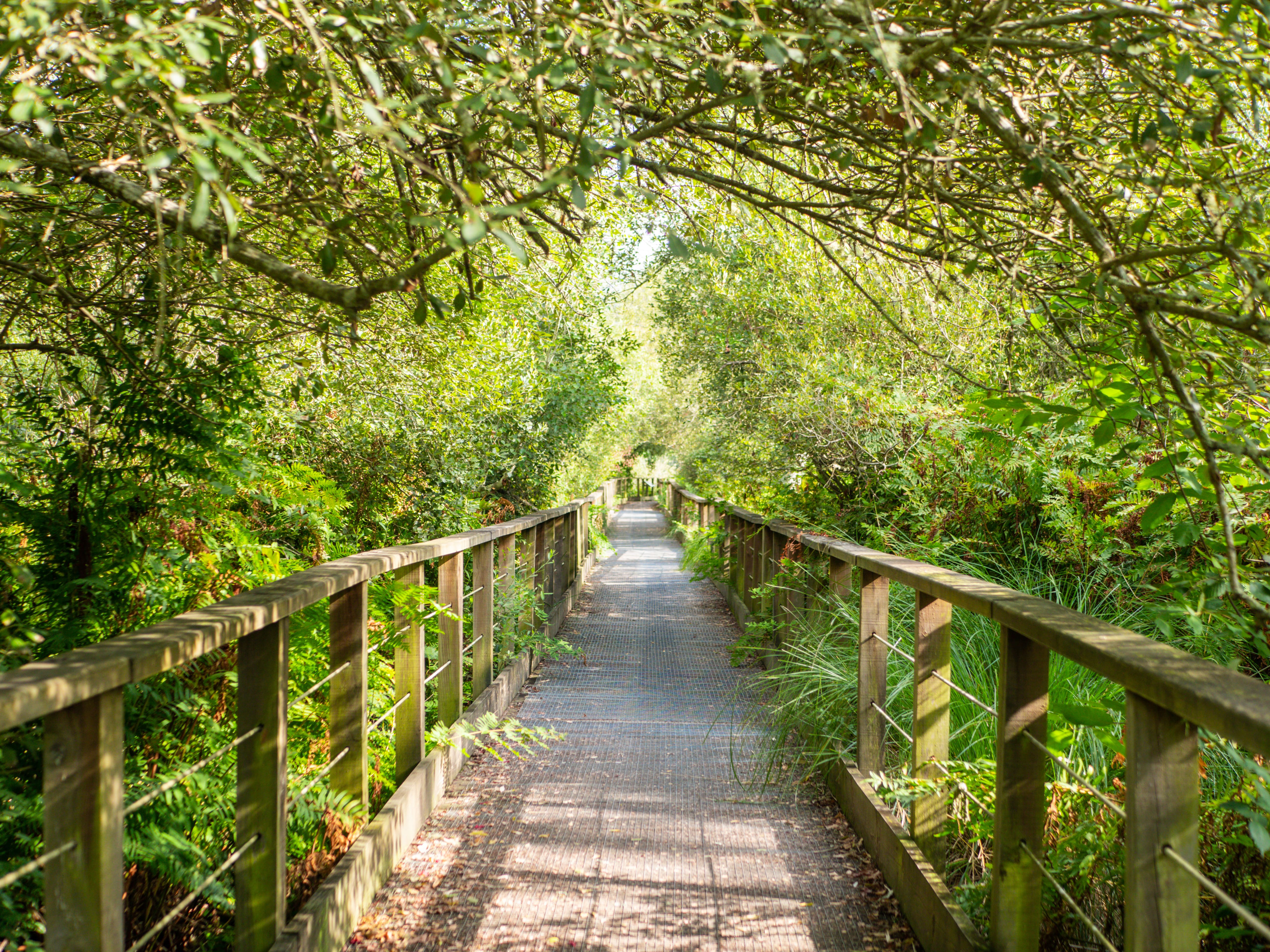 Lagune de Contaut, Hourtin