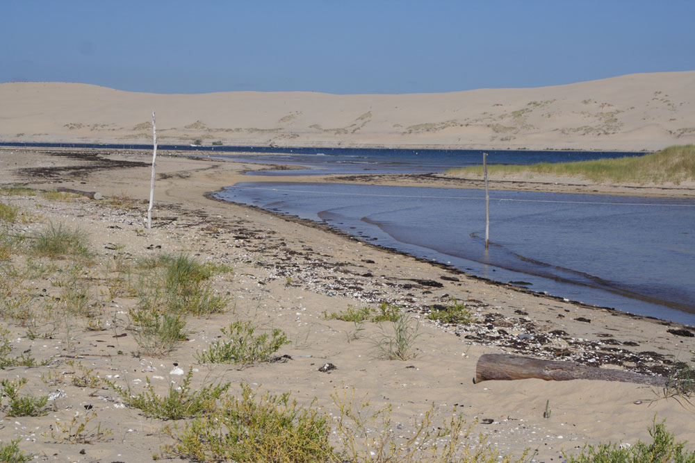 Laisse de mer : trésors et enjeux de notre littoral