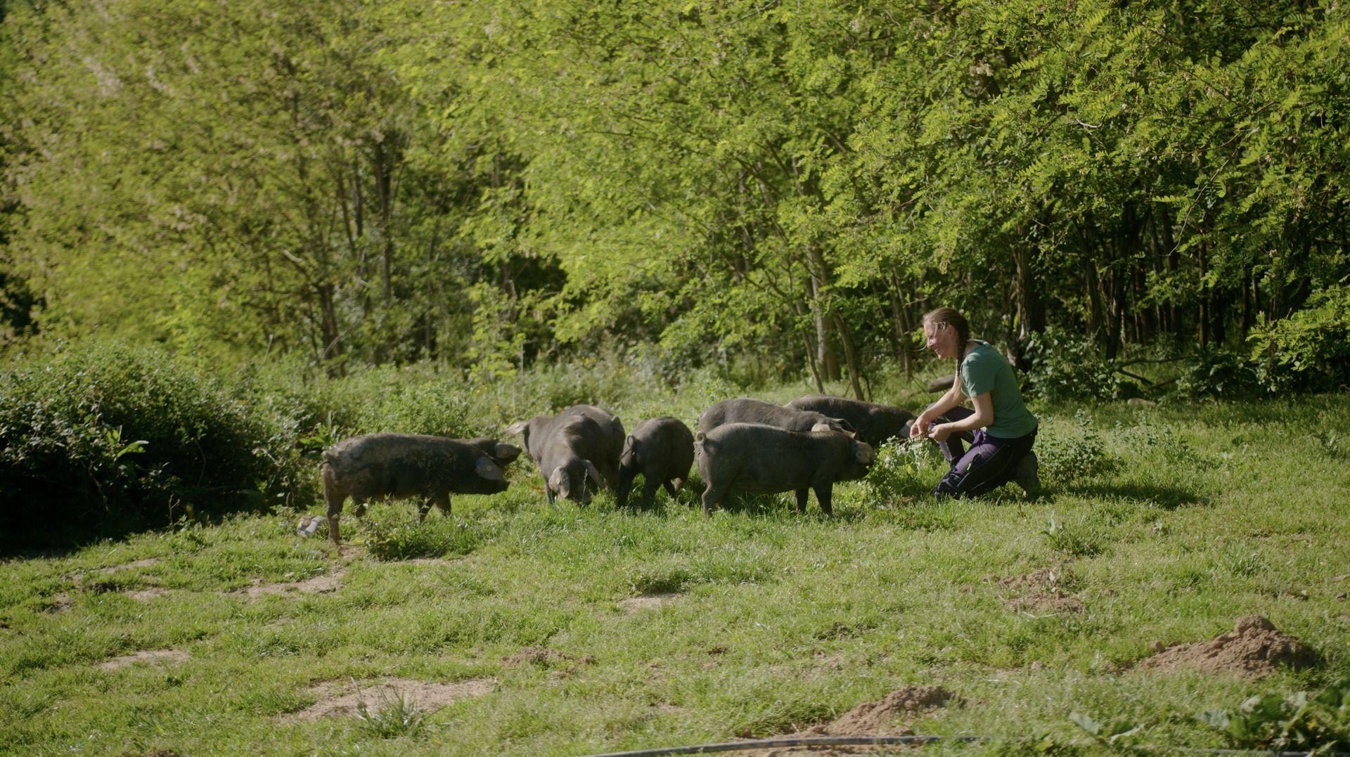 Lait p'tits béarnais - photo 4