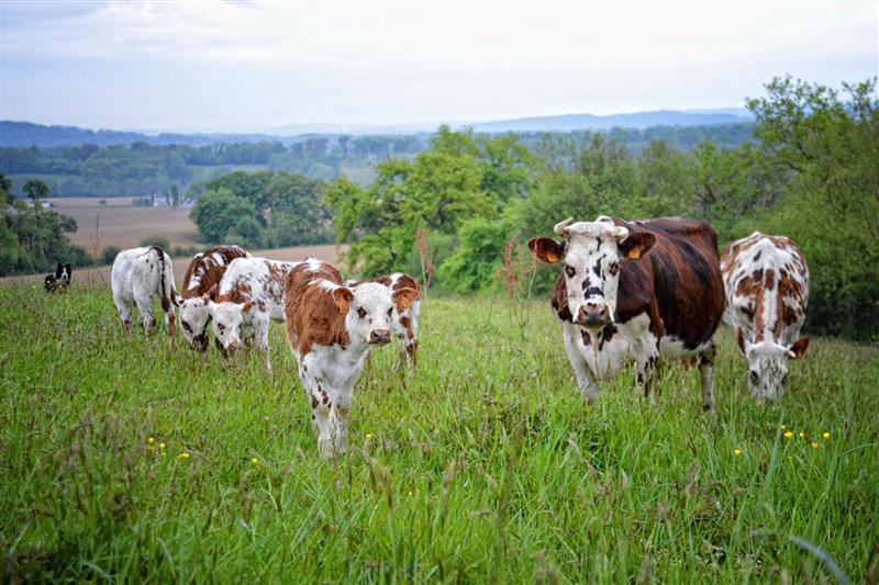 Lait p'tits béarnais