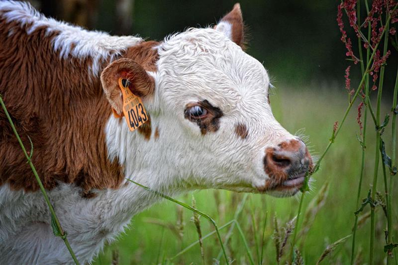 Lait p'tits béarnais