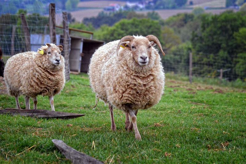 Lait p'tits béarnais