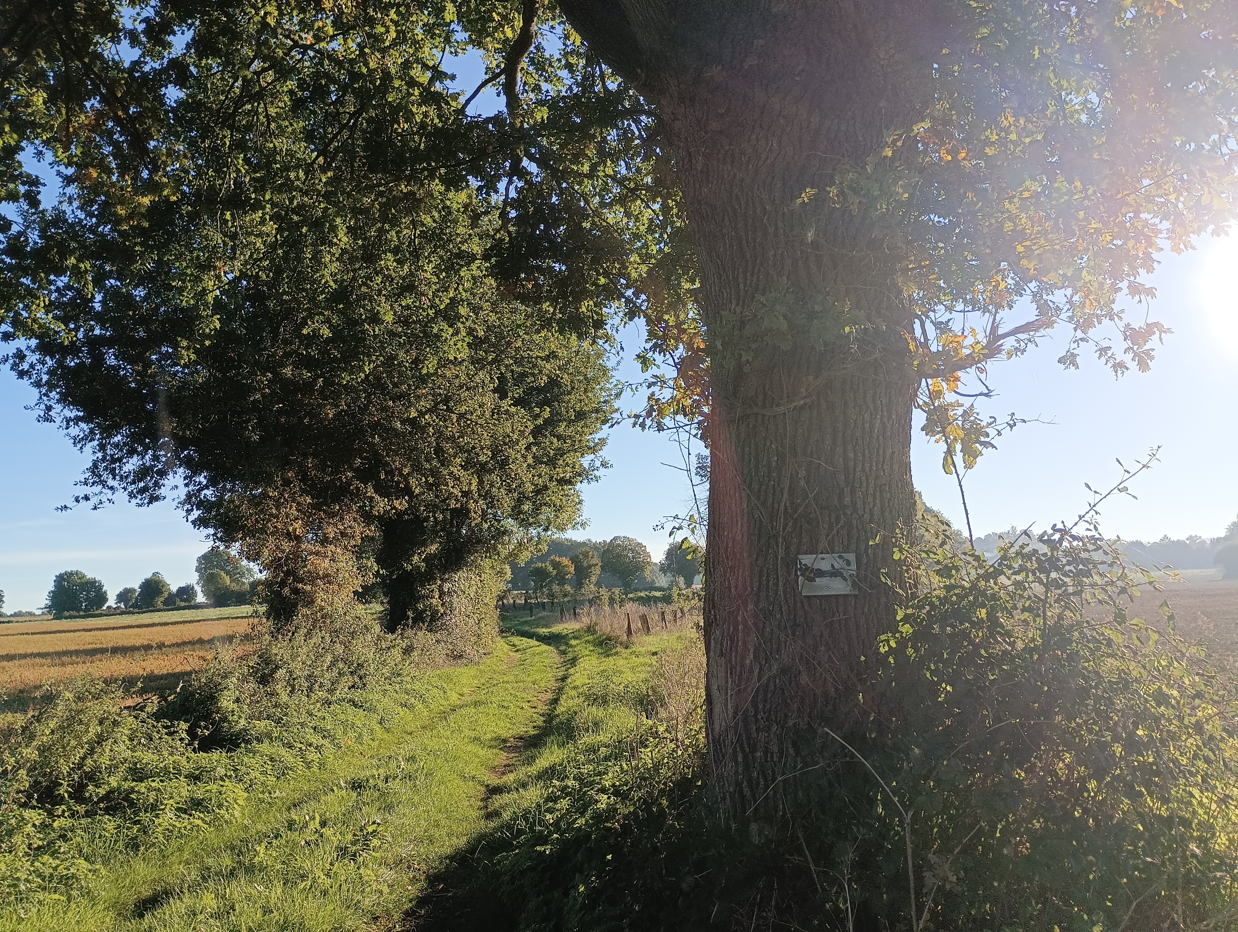 Lambon-Gros-Bois-Parking haut base de loisirs, Prailles-La Couarde - photo 4