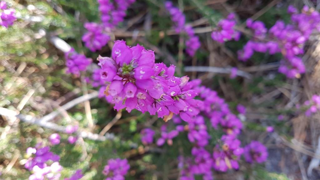 Parc naturel régional des Landes de Gascogne, Belin-Béliet - photo 2