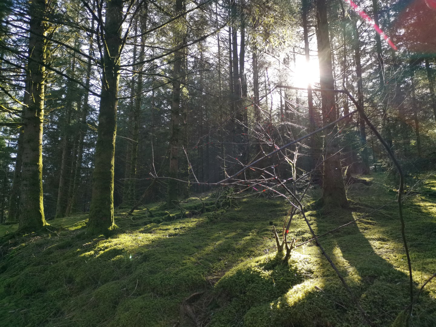 Circuit pédestre N°22 CC : "Sentier de découverte des landes et tourbières de la Mazure : Petite boucle", Le Monteil-au-Vicomte - photo 6