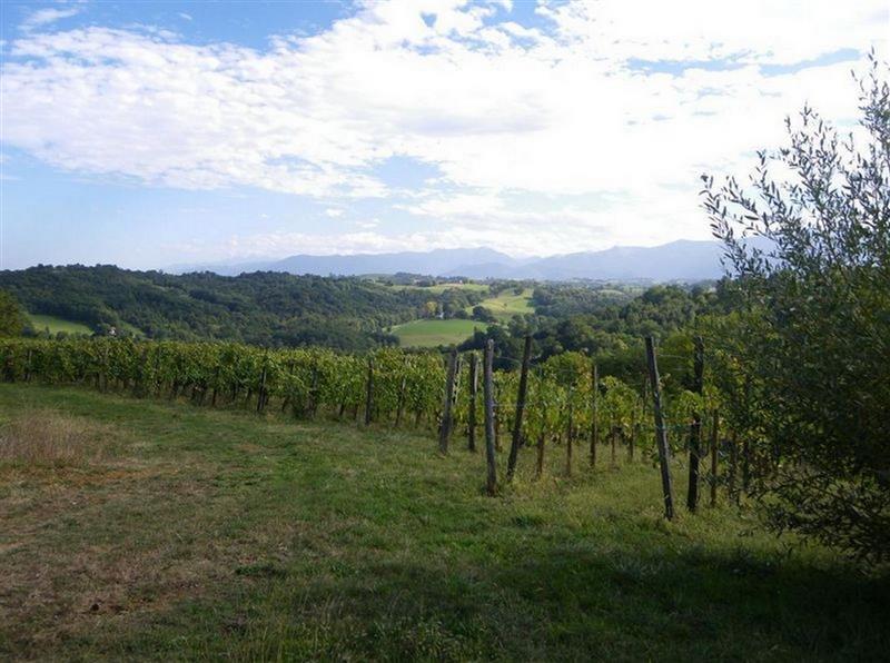 Au pied des Vignes