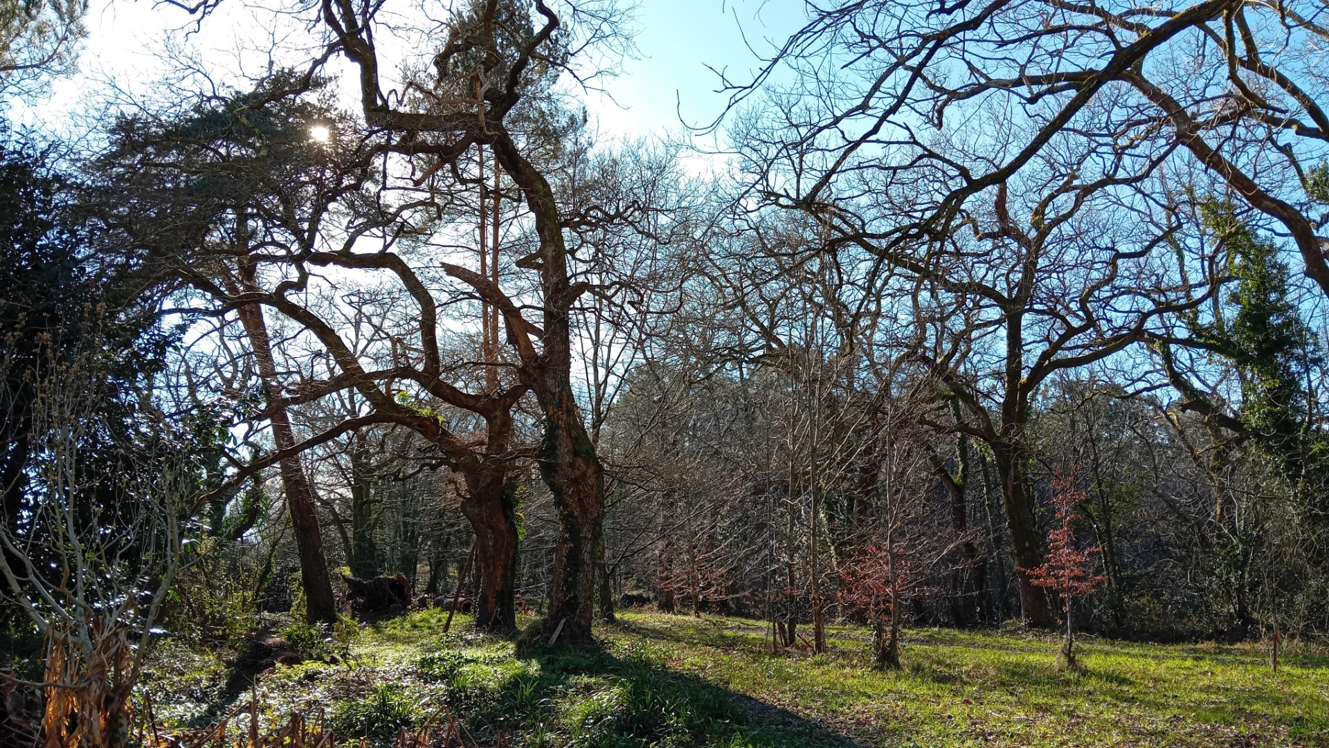 Le Bosquet, Bonnut - photo 4