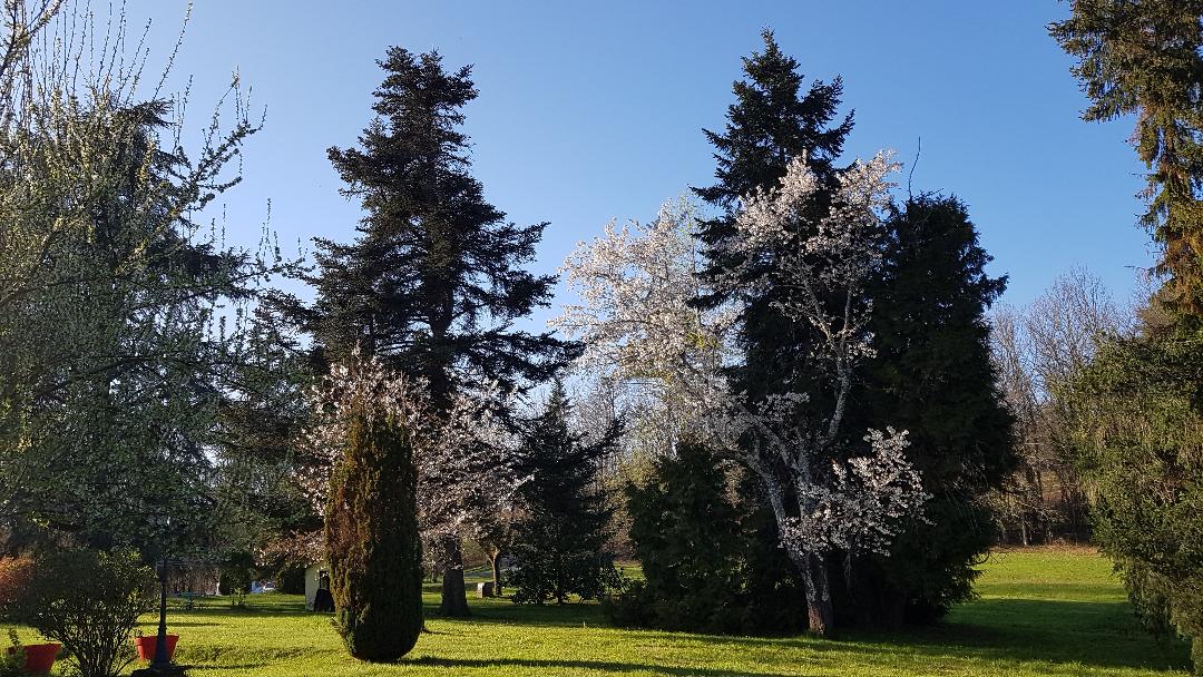 Le Cèdre, Saint-Vincent-le-Paluel - photo 11