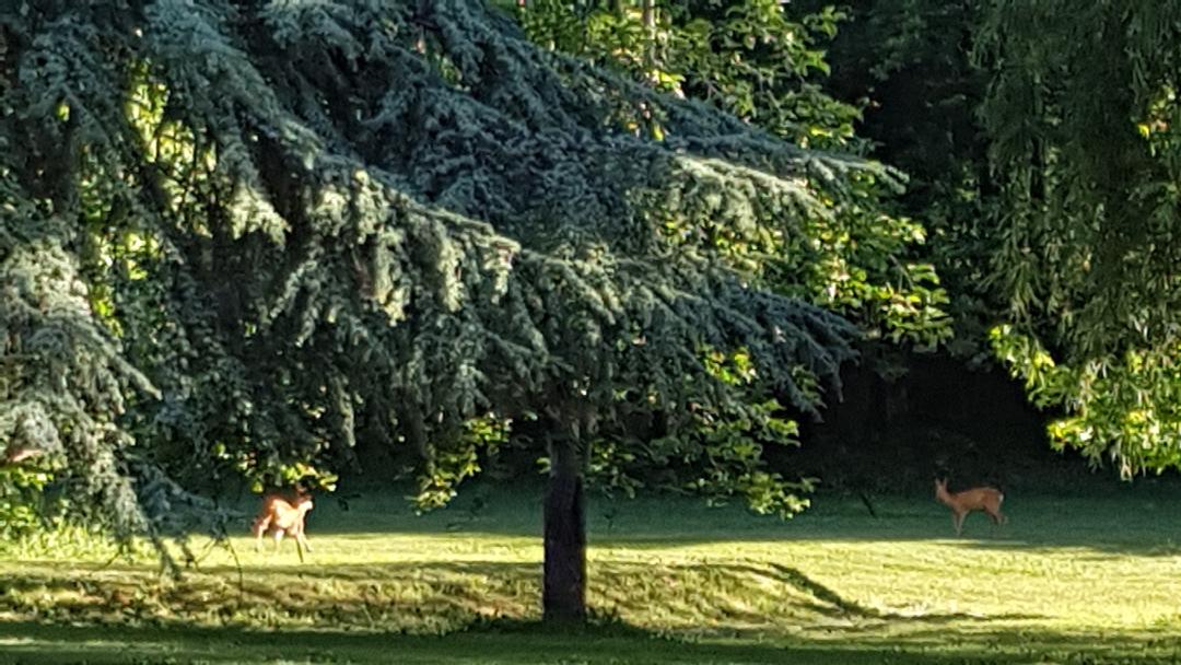 Le Cèdre, Saint-Vincent-le-Paluel - photo 6