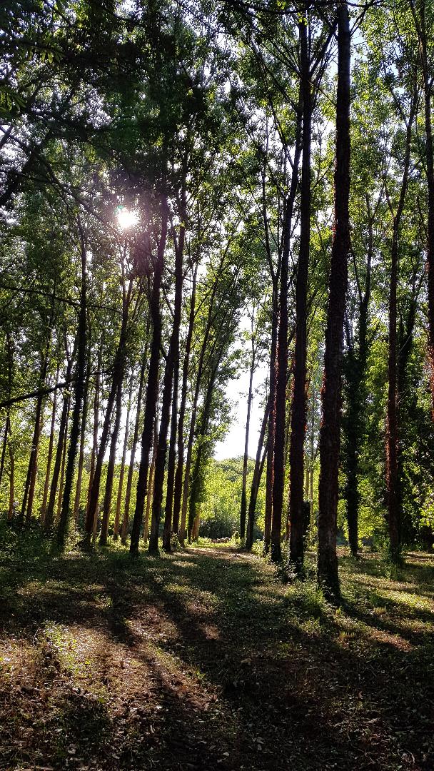 Le Cèdre, Saint-Vincent-le-Paluel - photo 13