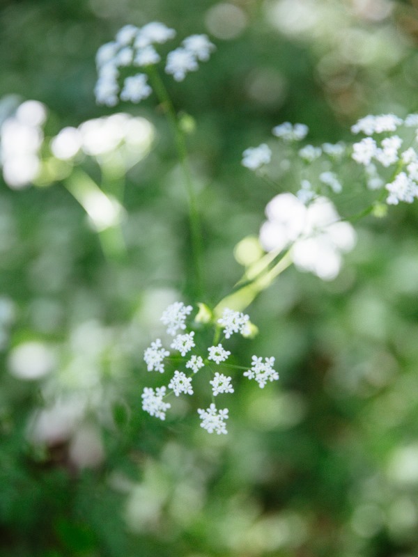 Le Ciron, Bernos-Beaulac - photo 2