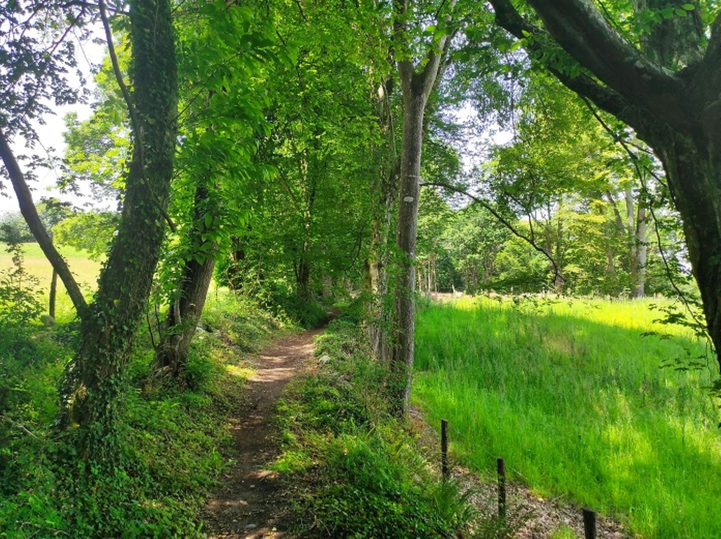 Le tòs de la Courade, Bescat