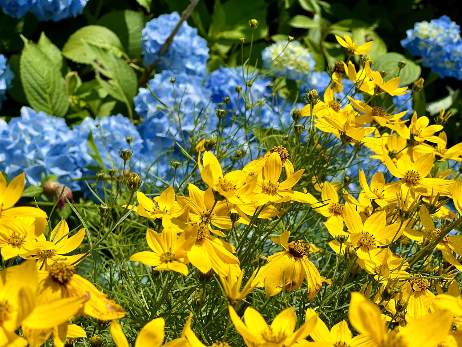 Jardin de Villevaleix, L'Église-aux-Bois - photo 3