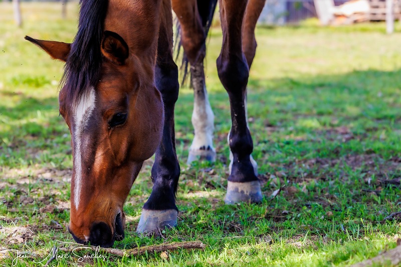 Le Nid du Coucou, Cocumont - photo 17