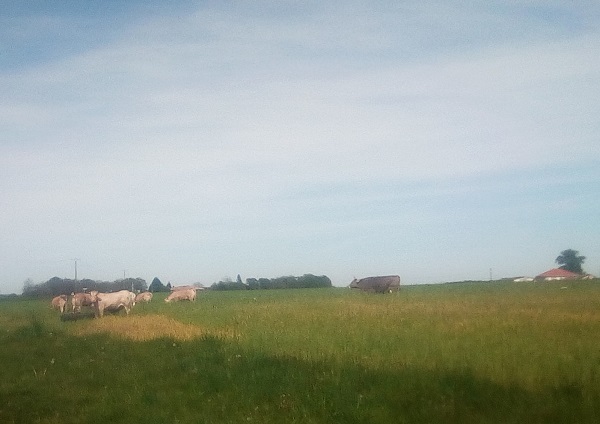 Le Refuge d'Eugénie - Armagnac - photo 4
