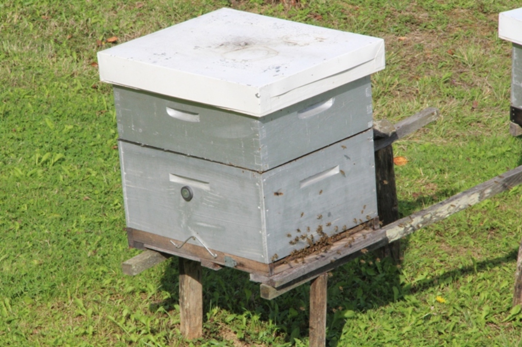 Le rucher de Chalosse - photo 5