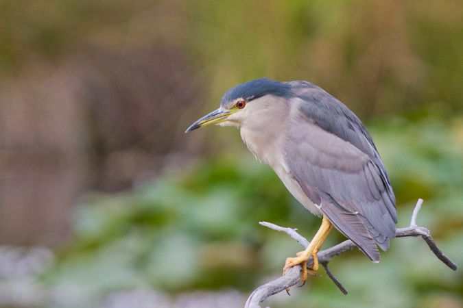 Vallée de la Dordogne - Cingle de Trémolat, Lalinde