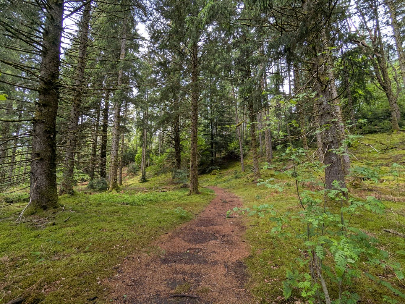 Le Bois de Chaleix, Bugeat - photo 7