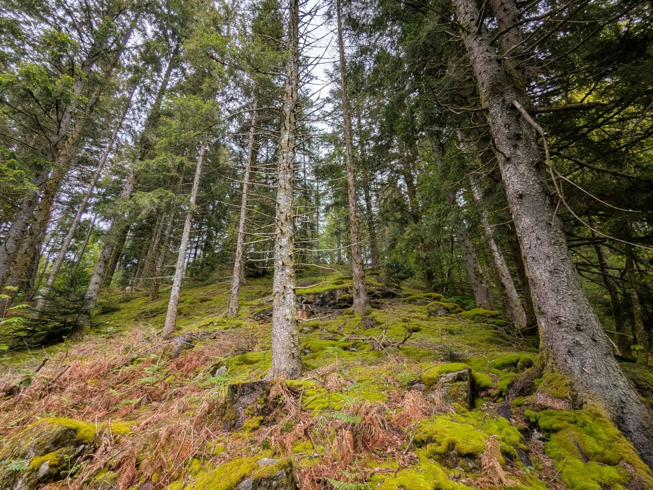 Le Bois de Chaleix VTT, Bugeat - photo 4