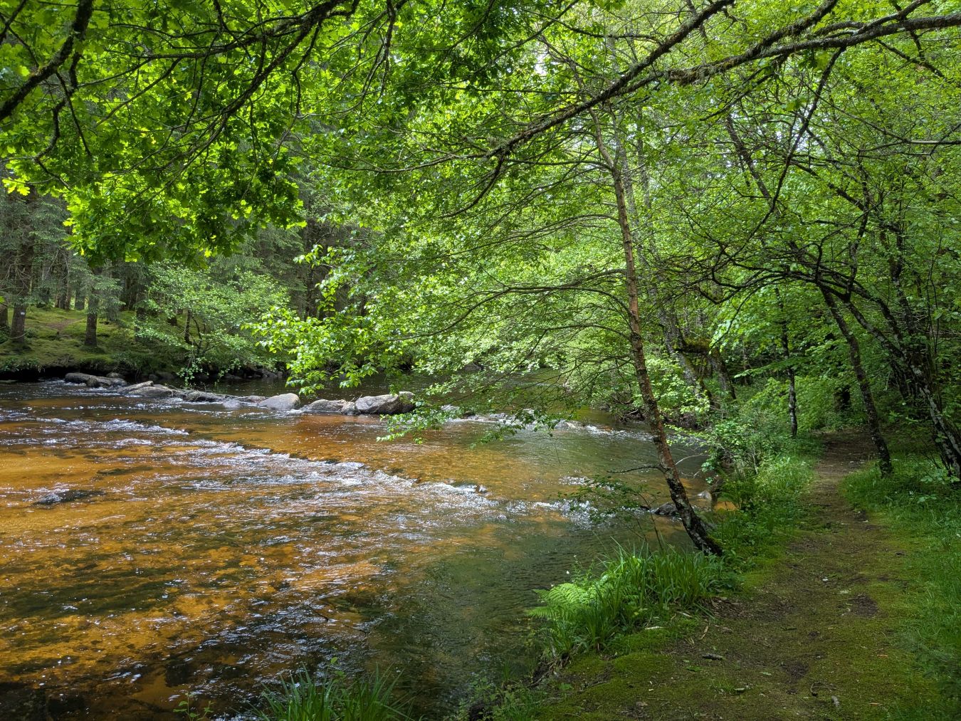 Trail de Bugeat : La Boucle des myrtilles — photo 2