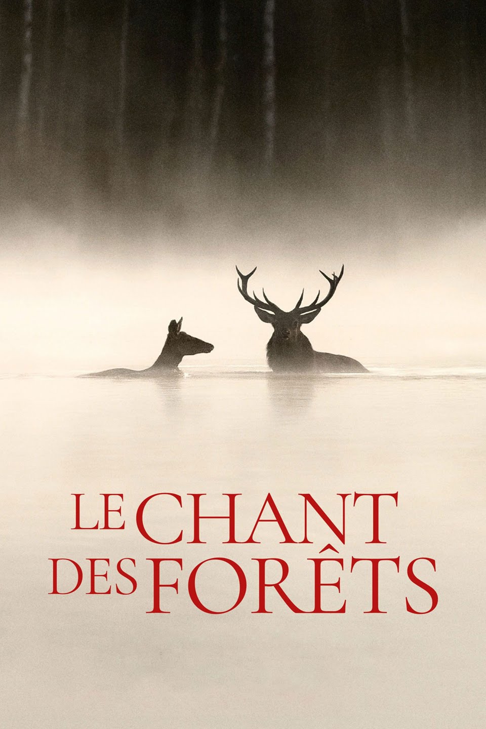 Cinéma en plein air " Le chant des forêts" — visuel événement