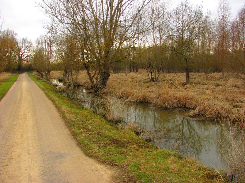 Marais des Brizards, Les Billaux - photo 4