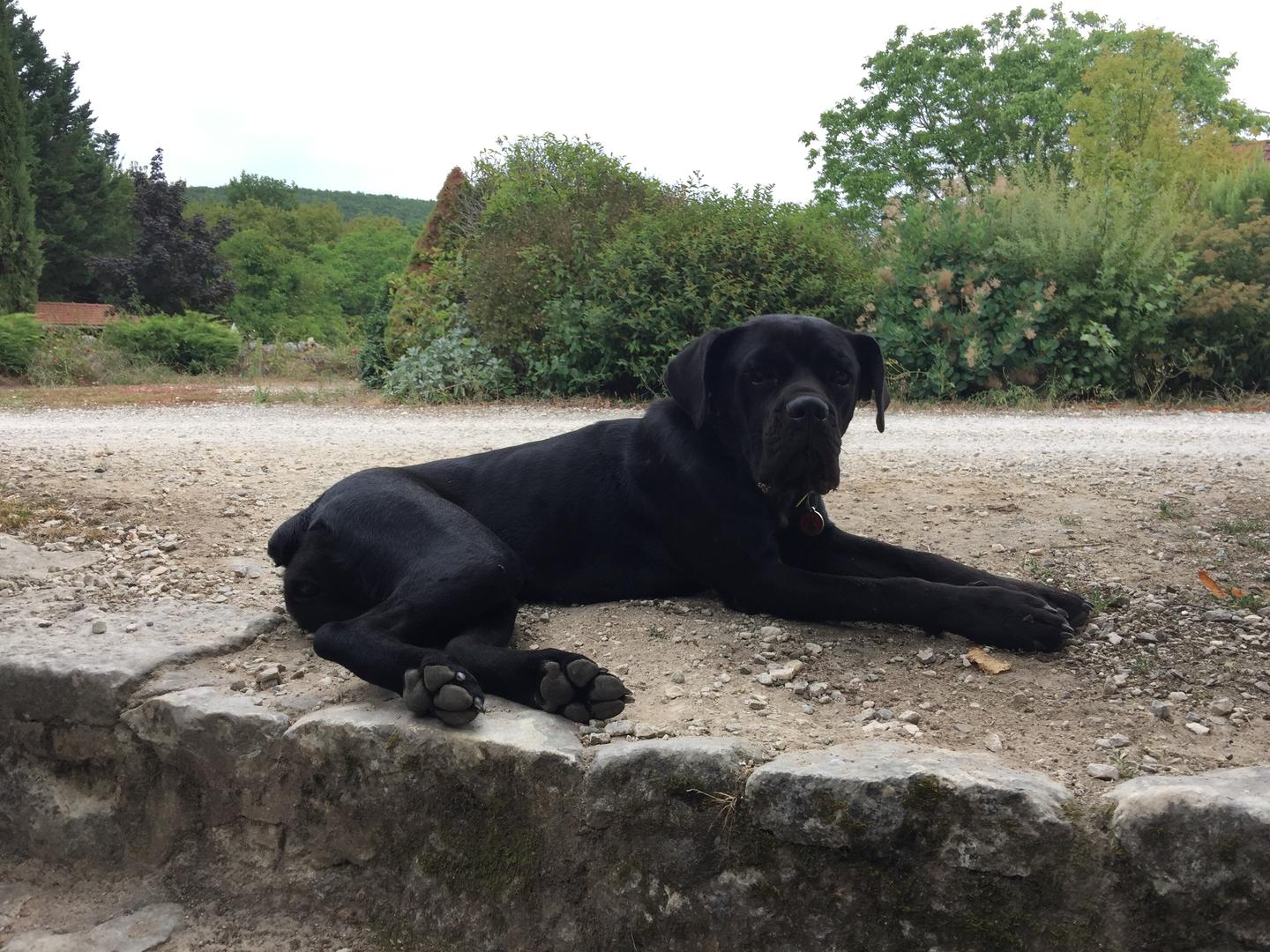 Le Domaine des Crouquets, Jayac - photo 22