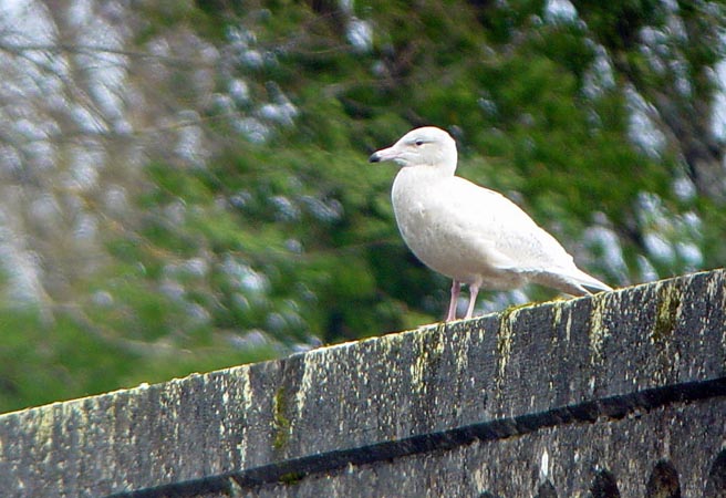 Vallée de la Dordogne - Cingle de Trémolat, Lalinde - photo 11