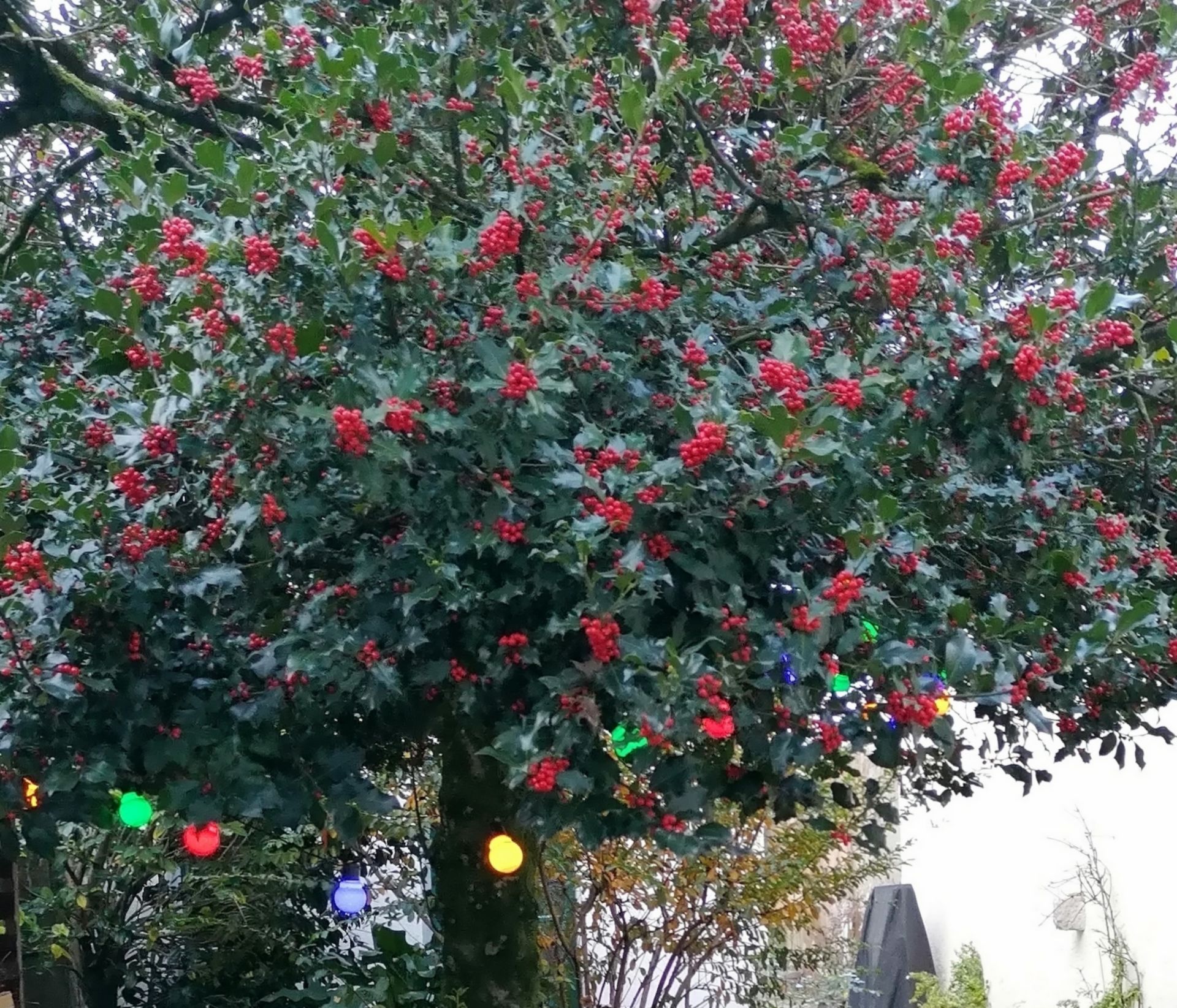 Le Grand Houx, Orthez - photo 19