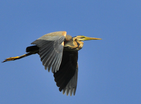 Marais de la Maréchale, Ordonnac - photo 5