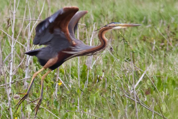 L'Ile Nouvelle, Blaye - photo 2