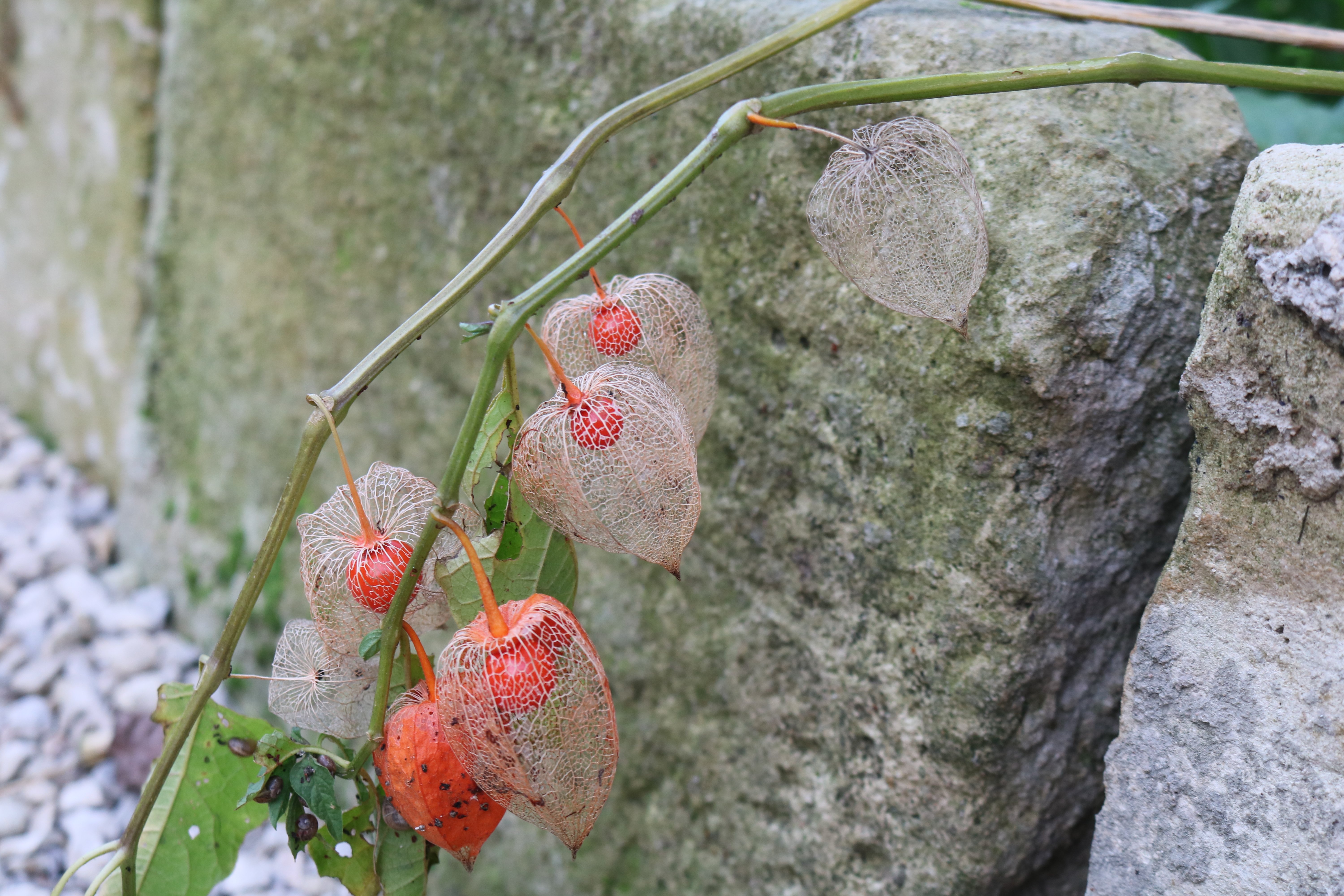 Maison Madame - meublé de tourisme (G 243), Coulon - photo 3